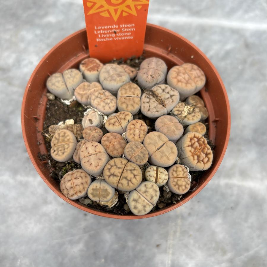 Lithops Yaşayan Taş 8.5cm Saksı