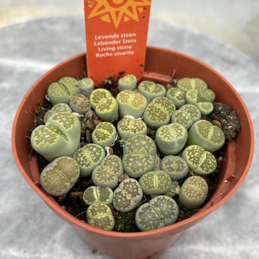 Lithops Yaşayan Taş 8.5cm Saksı
