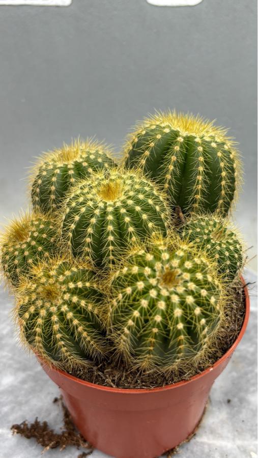 🌵 Notocactus Magnificus