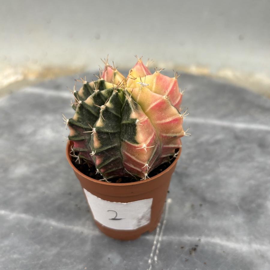 Gymnocalycium Variegata No:2