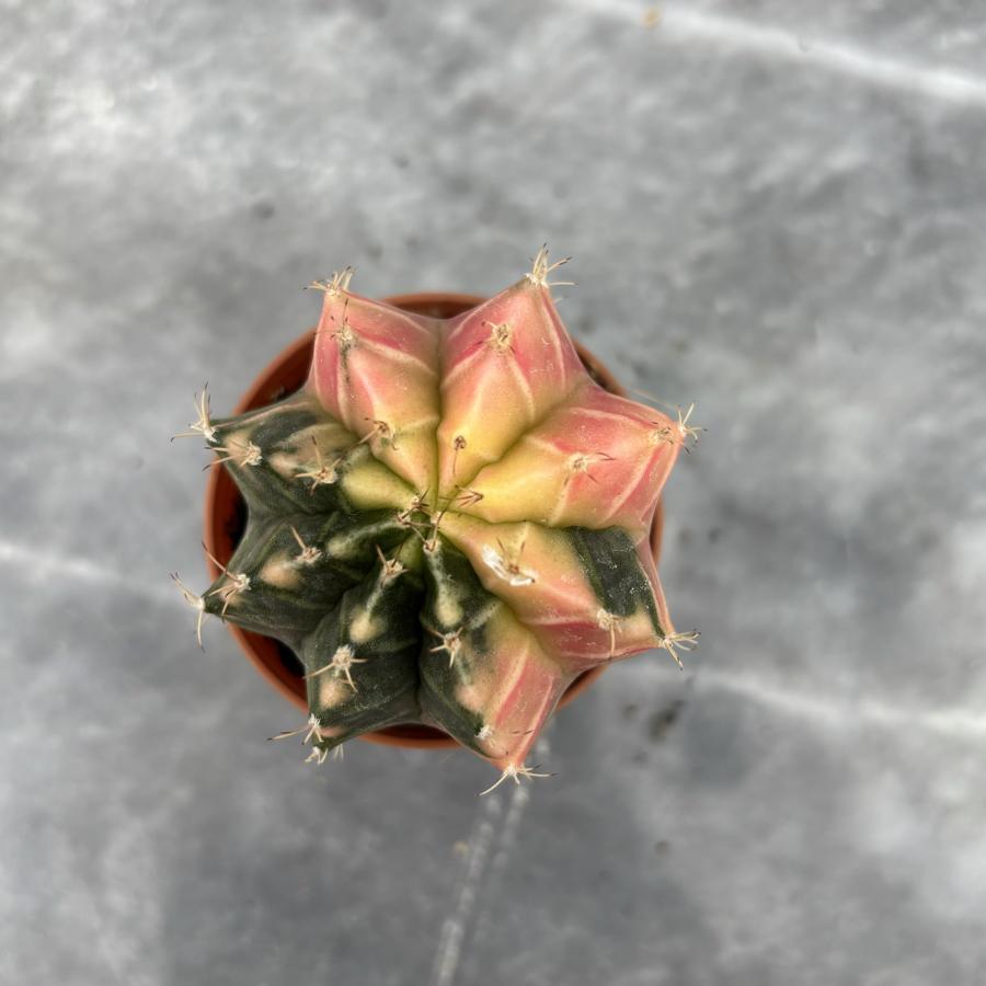 Gymnocalycium Variegata No:2