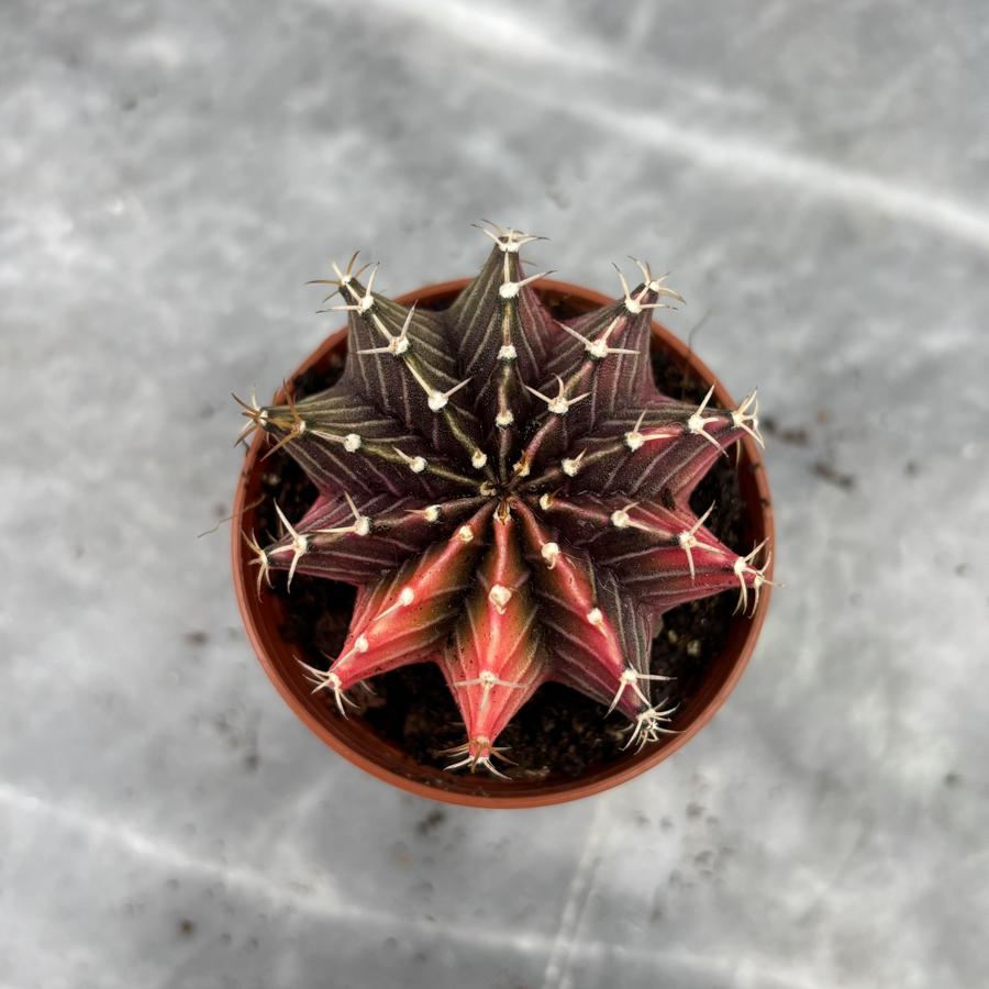 Gymnocalycium Variegata No:2