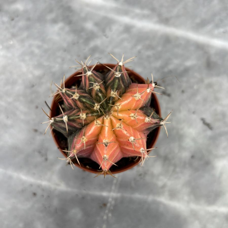 Gymnocalycium Variegata No:3
