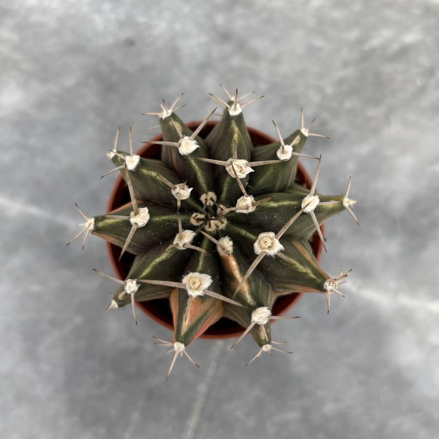 Gymnocalycium Variegata No:4