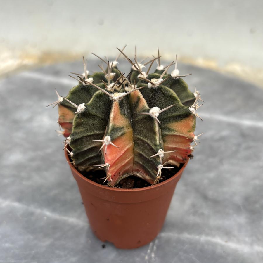 Gymnocalycium Variegata No:4