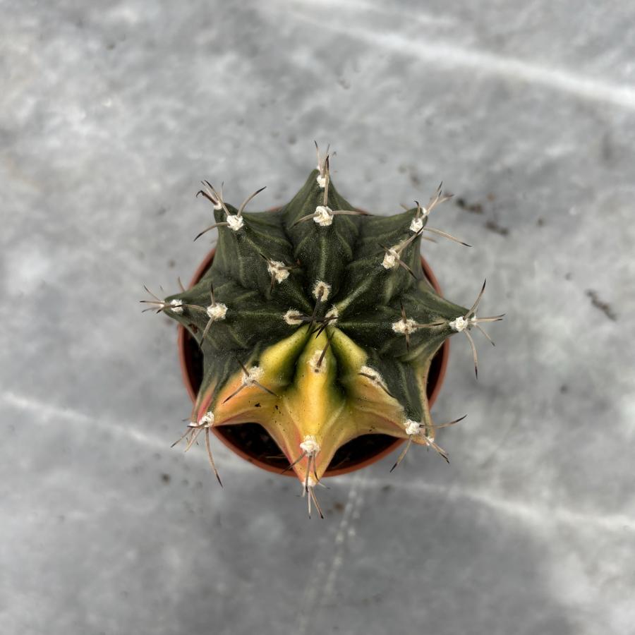 Gymnocalycium Variegata No:5