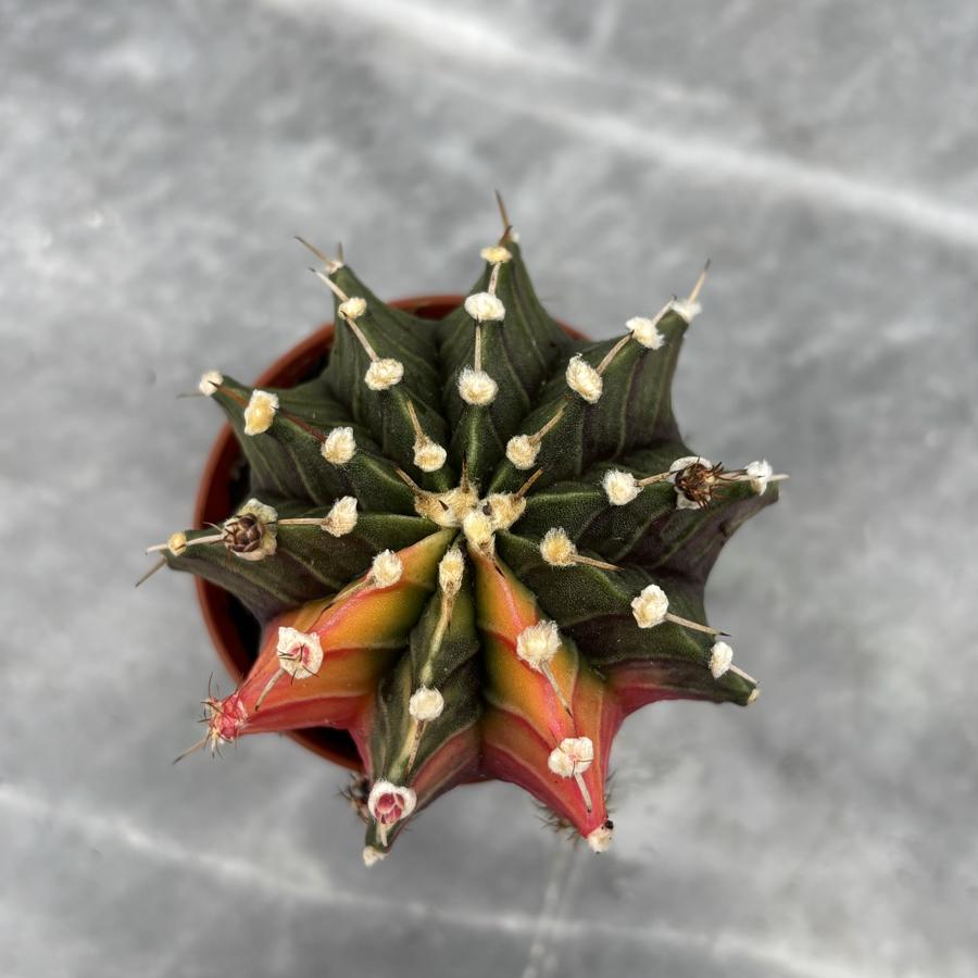 Gymnocalycium Variegata No:7