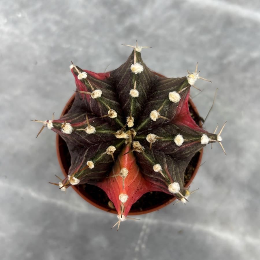 Gymnocalycium Variegata No:8