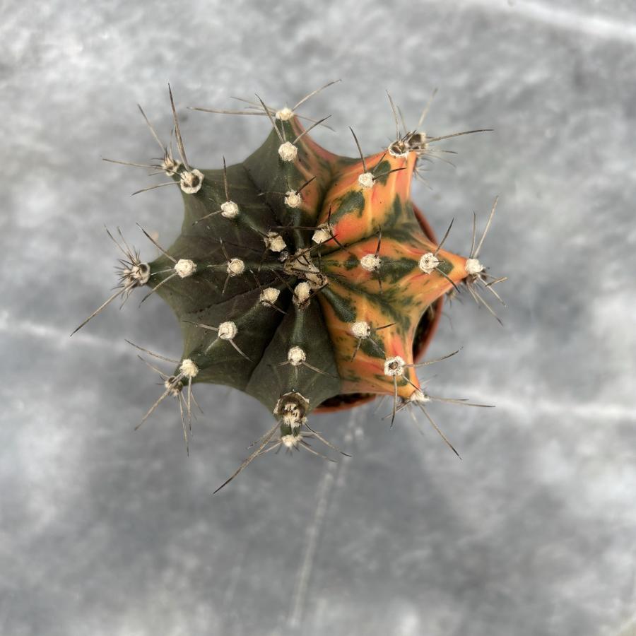 Gymnocalycium Variegata No:9