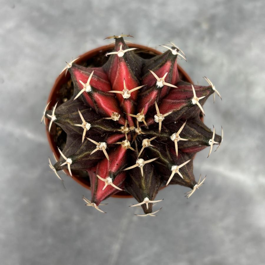 Gymnocalycium Variegata No:9