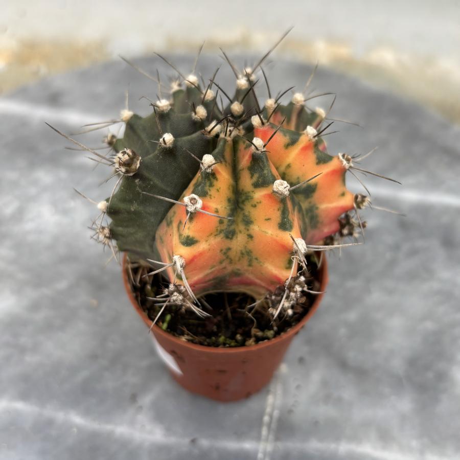 Gymnocalycium Variegata No:9