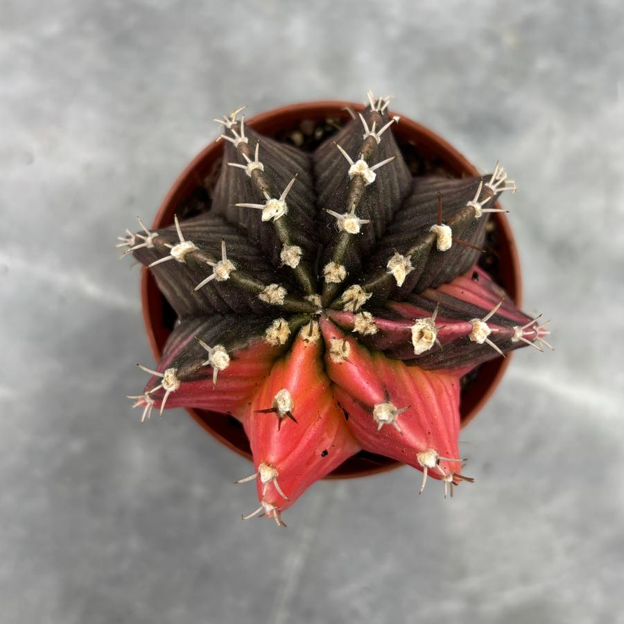 Gymnocalycium Variegata No:10