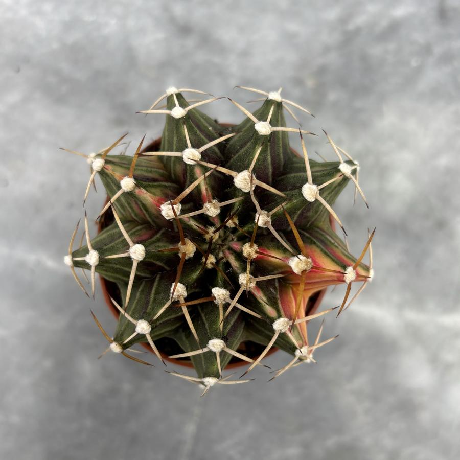 Gymnocalycium Variegata No:11