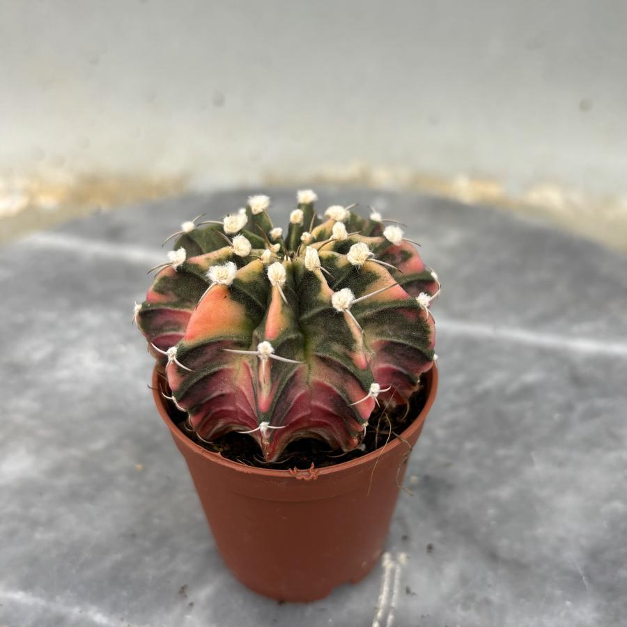 Gymnocalycium Variegata No:11