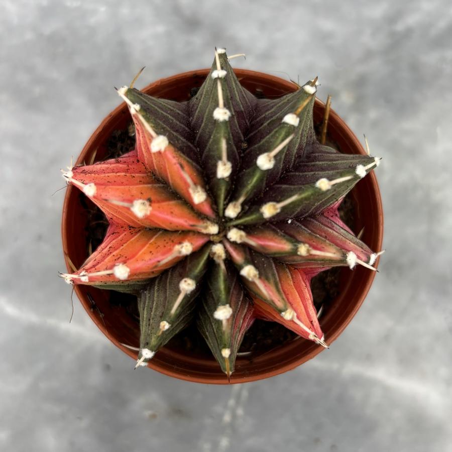 Gymnocalycium Variegata No:12