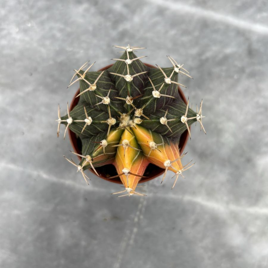 Gymnocalycium Variegata No:13