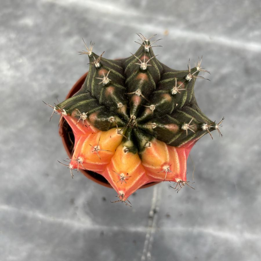 Gymnocalycium Variegata No:13