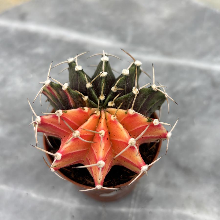 Gymnocalycium Variegata No:14