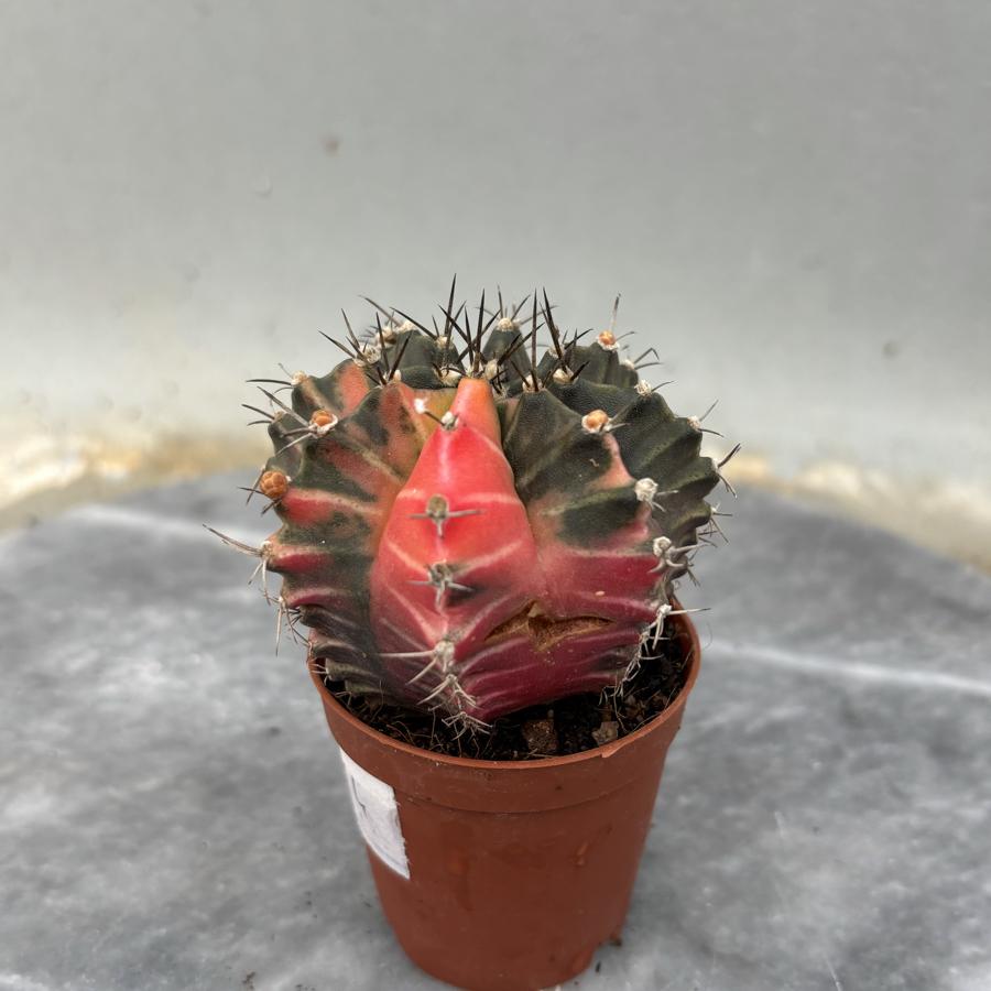 Gymnocalycium Variegata No:14