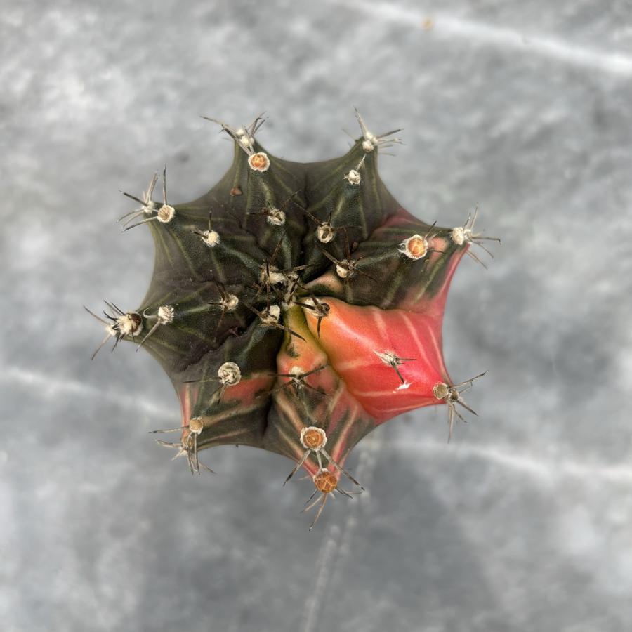 Gymnocalycium Variegata No:14