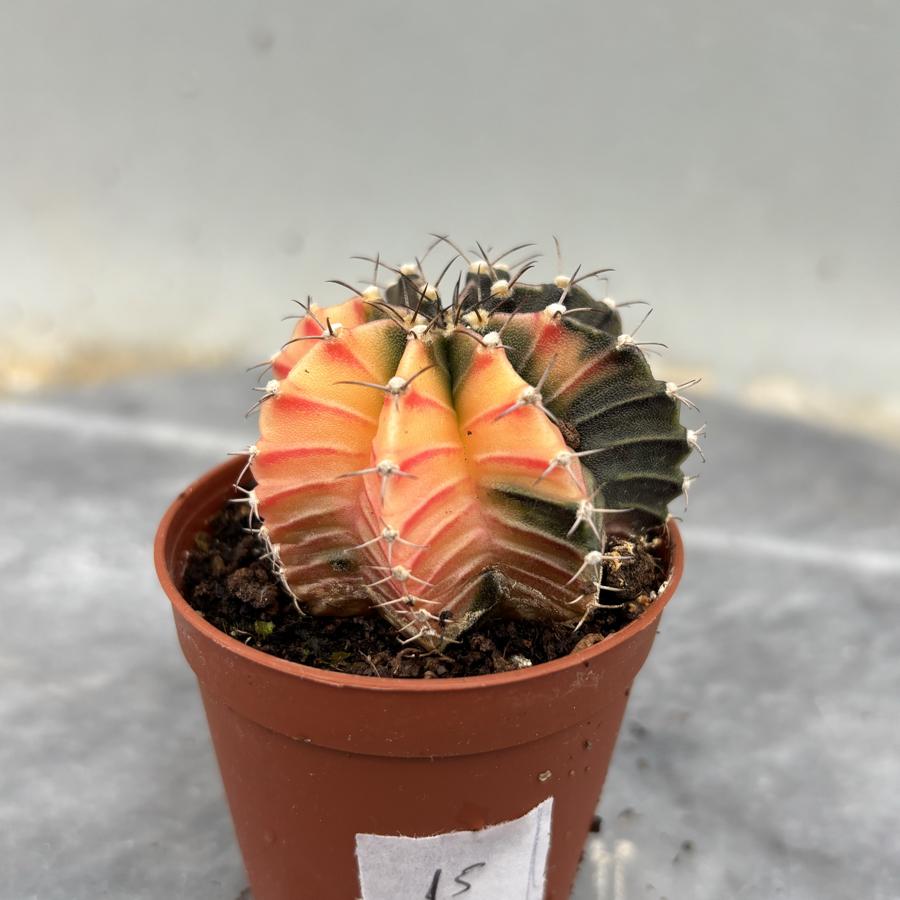 Gymnocalycium Variegata No:15