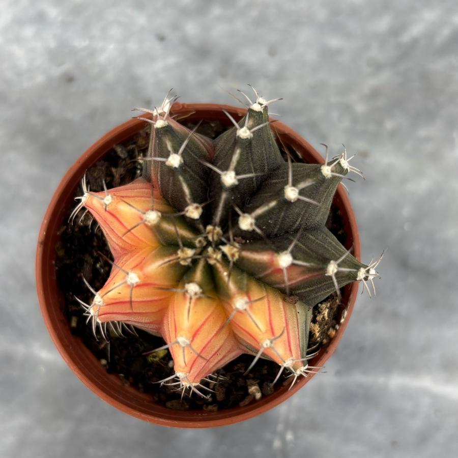 Gymnocalycium Variegata No:15