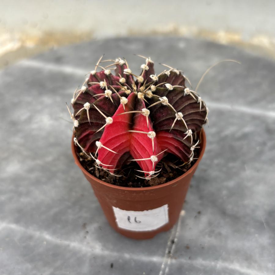 Gymnocalycium Variegata No:16