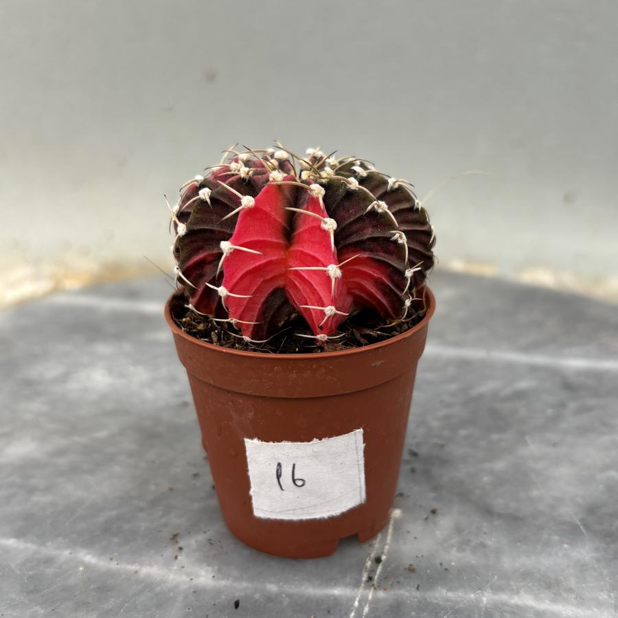 Gymnocalycium Variegata No:16