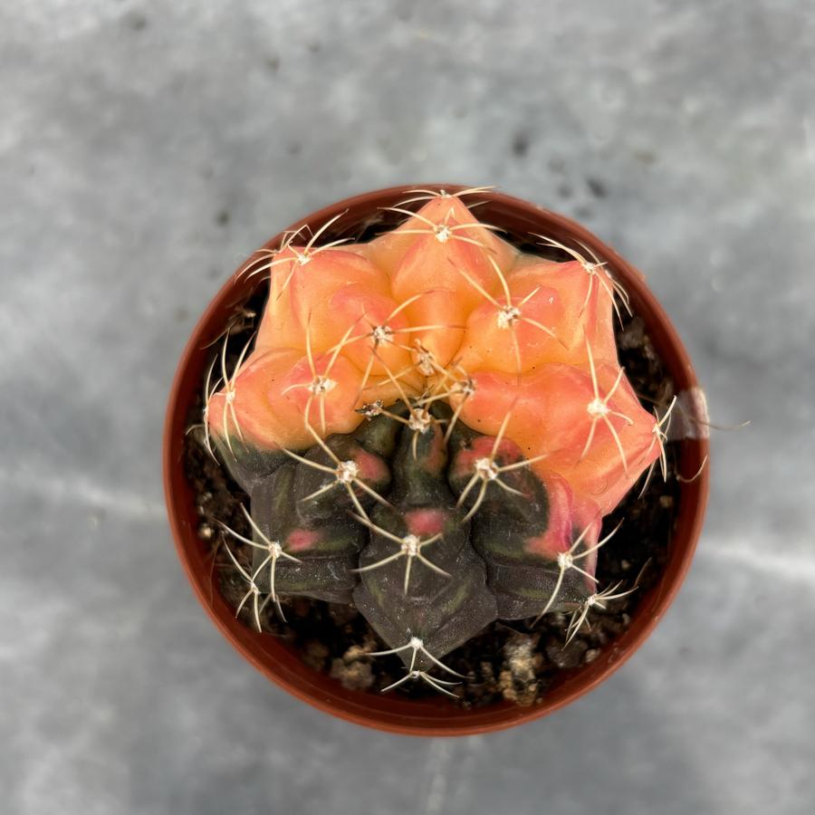 Gymnocalycium Variegata No:17
