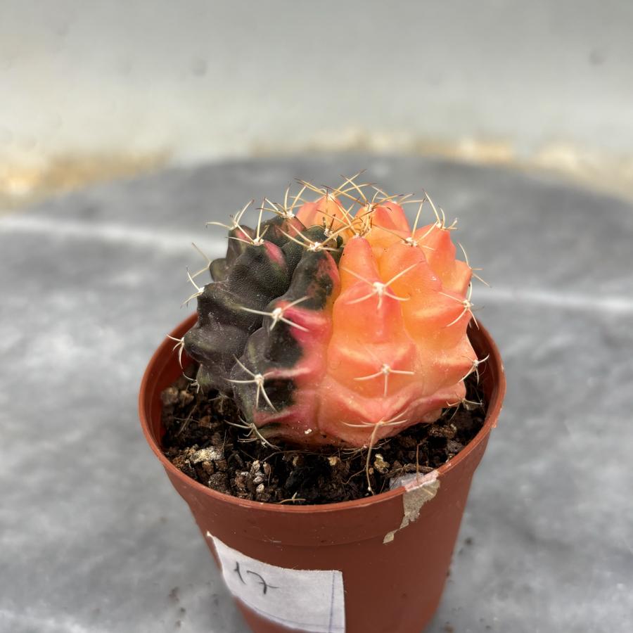 Gymnocalycium Variegata No:17