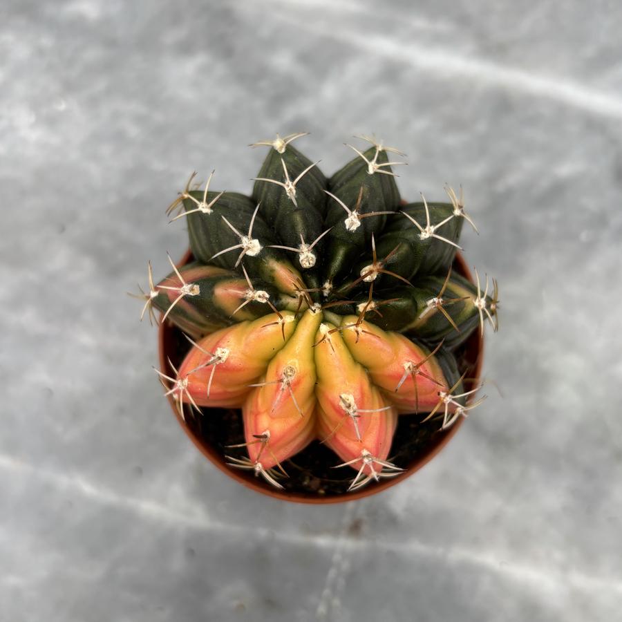 Gymnocalycium Variegata No:18