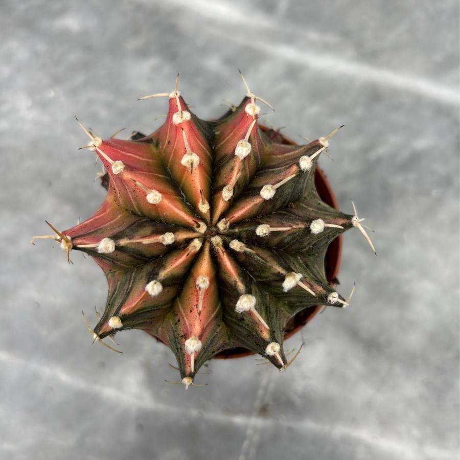 Gymnocalycium Variegata No:19
