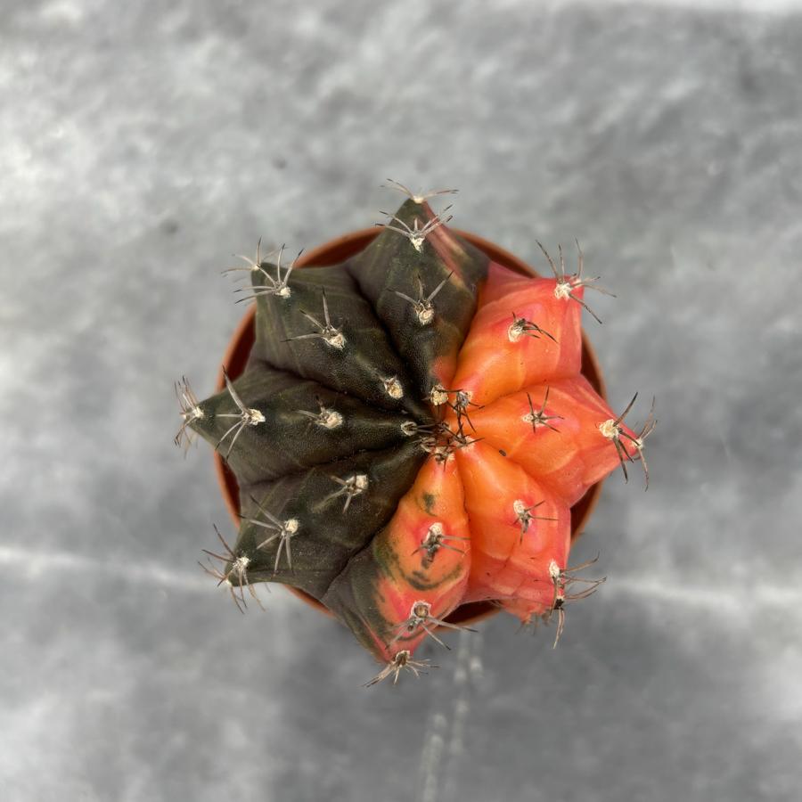 Gymnocalycium Variegata No:19