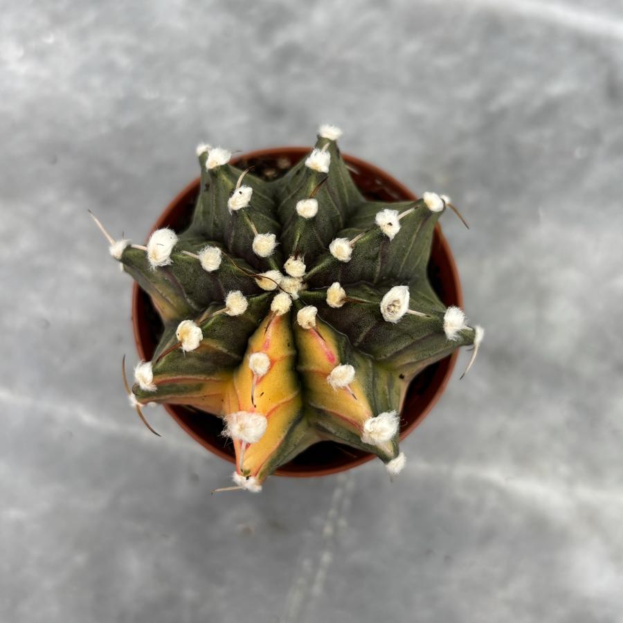 Gymnocalycium Variegata No:20