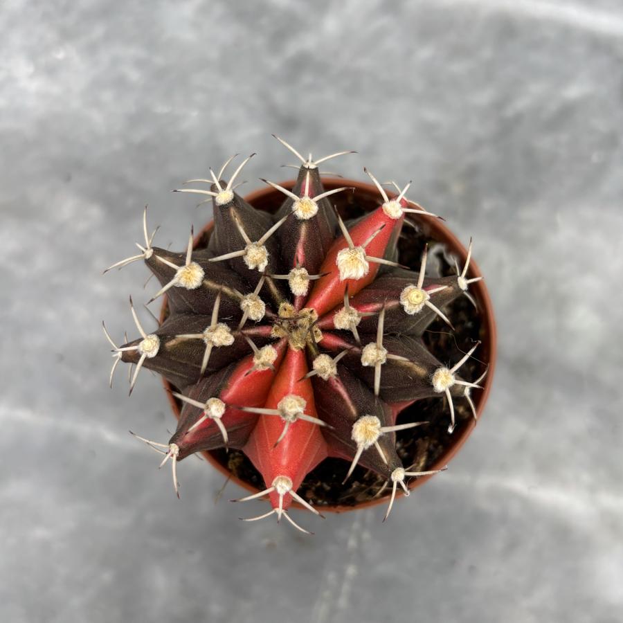 Gymnocalycium Variegata No:21