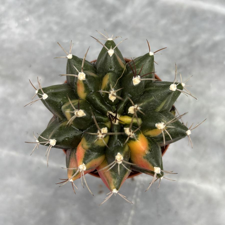 Gymnocalycium Variegata No:23