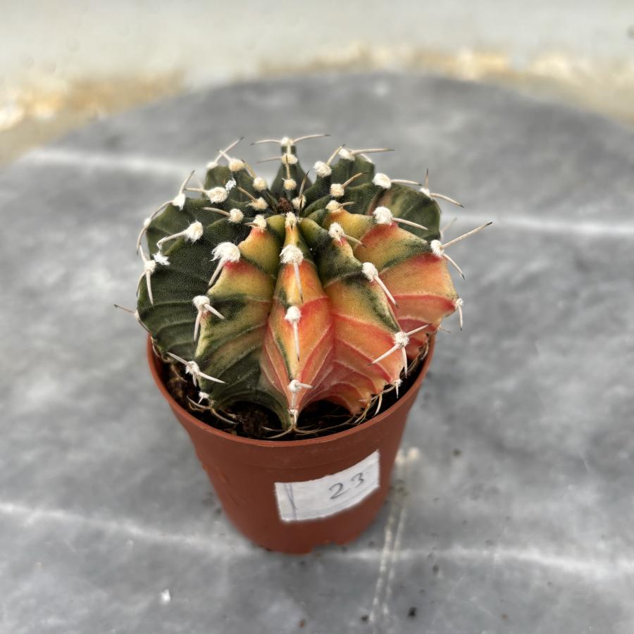 Gymnocalycium Variegata No:23