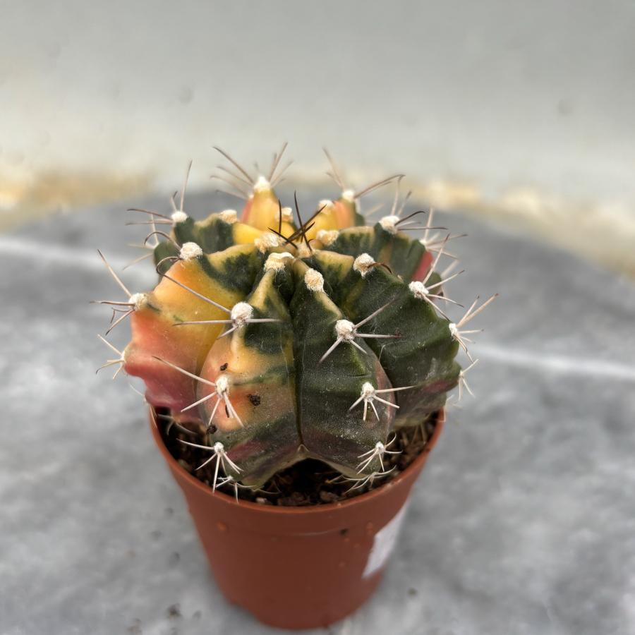 Gymnocalycium Variegata No:24