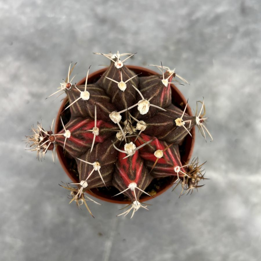 Gymnocalycium Variegata No:24