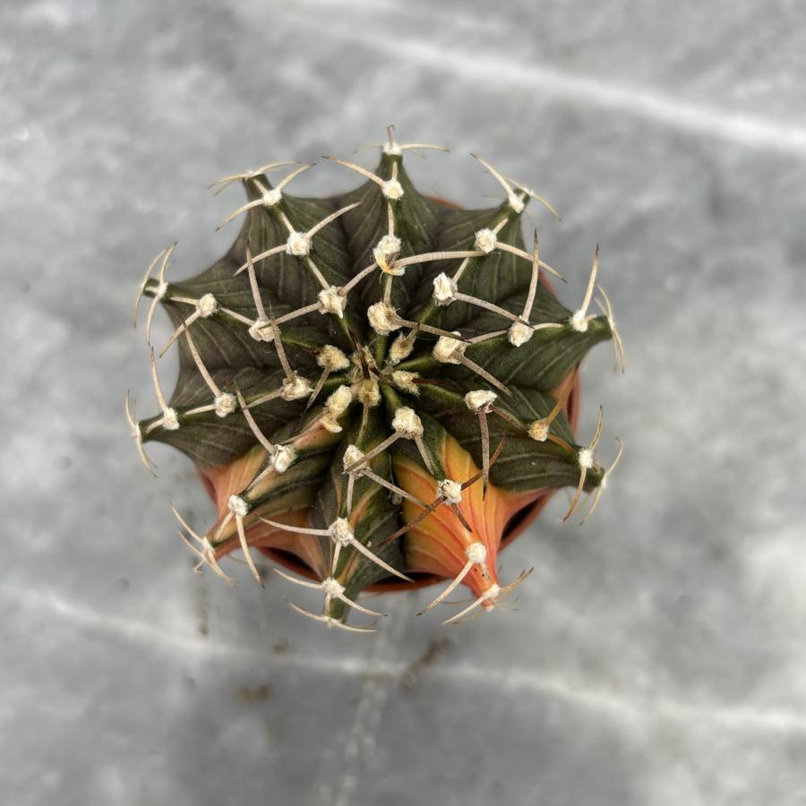 Gymnocalycium Variegata No:25