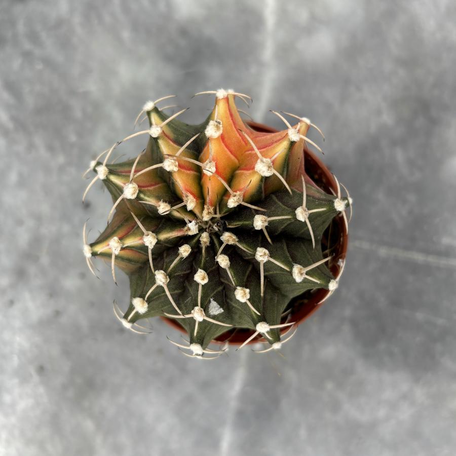 Gymnocalycium Variegata No:26
