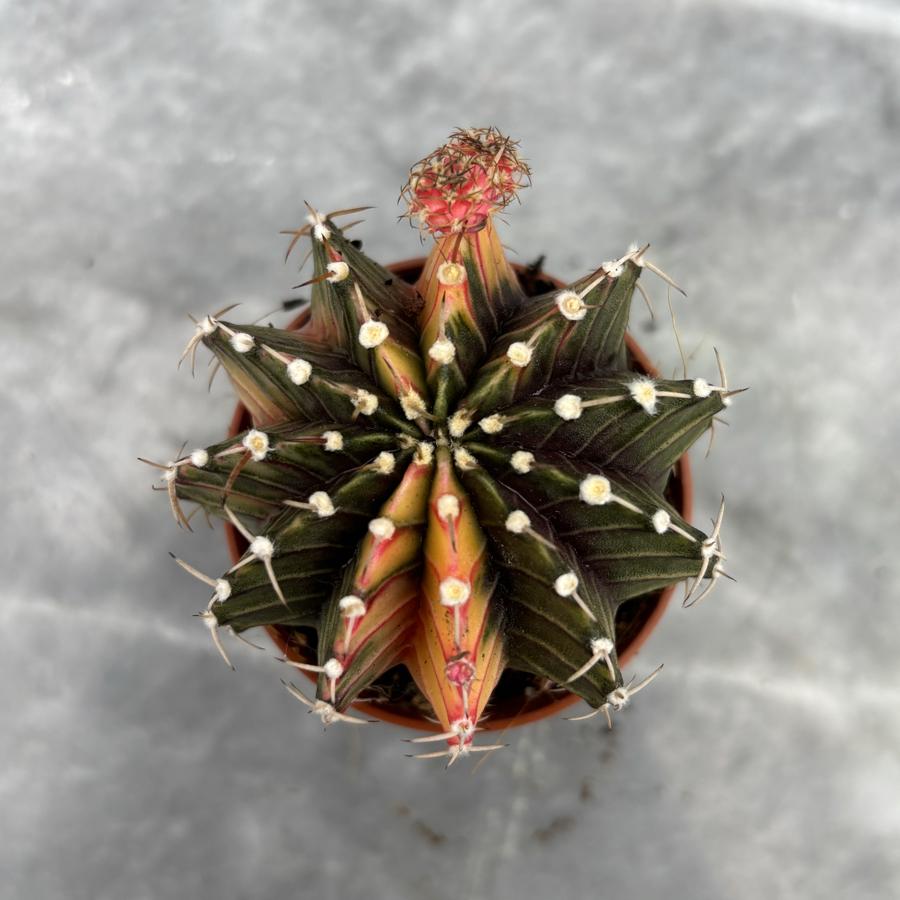 Gymnocalycium Variegata No:27