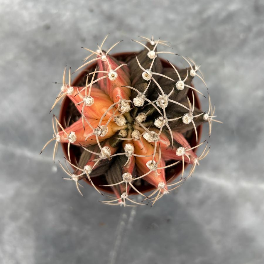 Gymnocalycium Variegata No:28