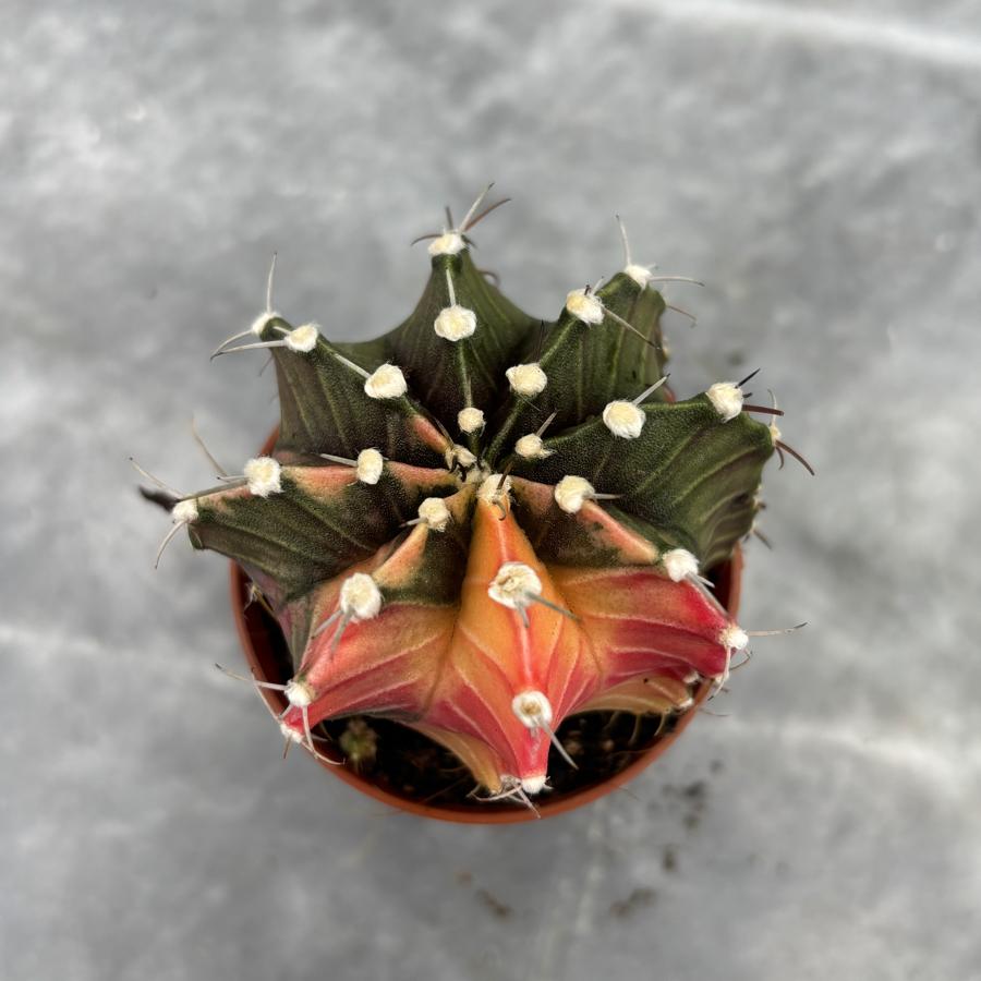 Gymnocalycium Variegata No:28