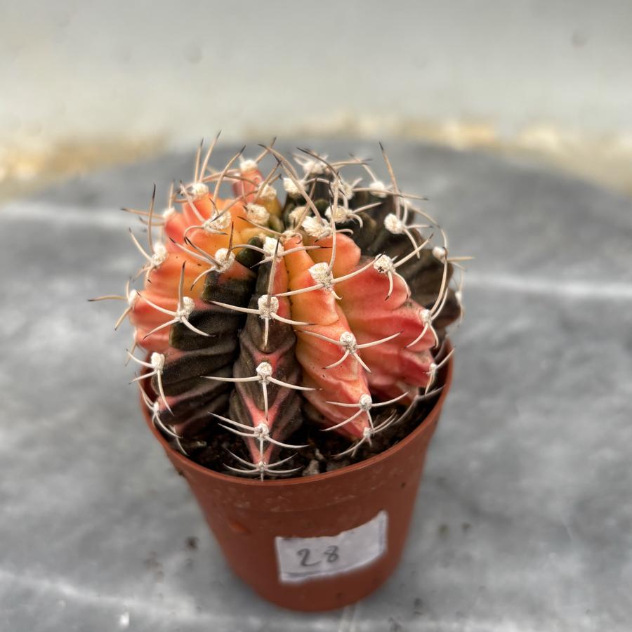 Gymnocalycium Variegata No:28
