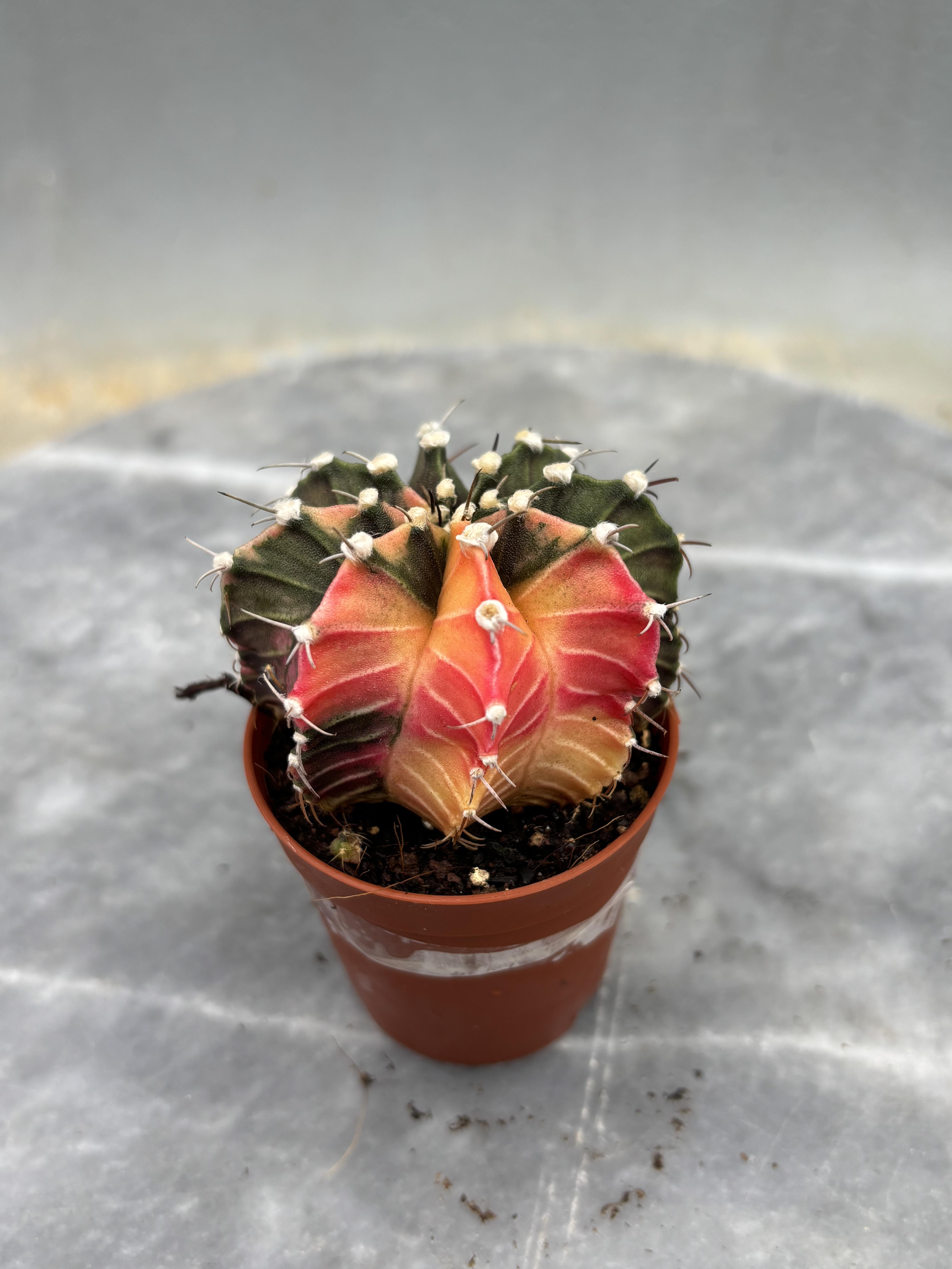 Gymnocalycium Variegata No:29