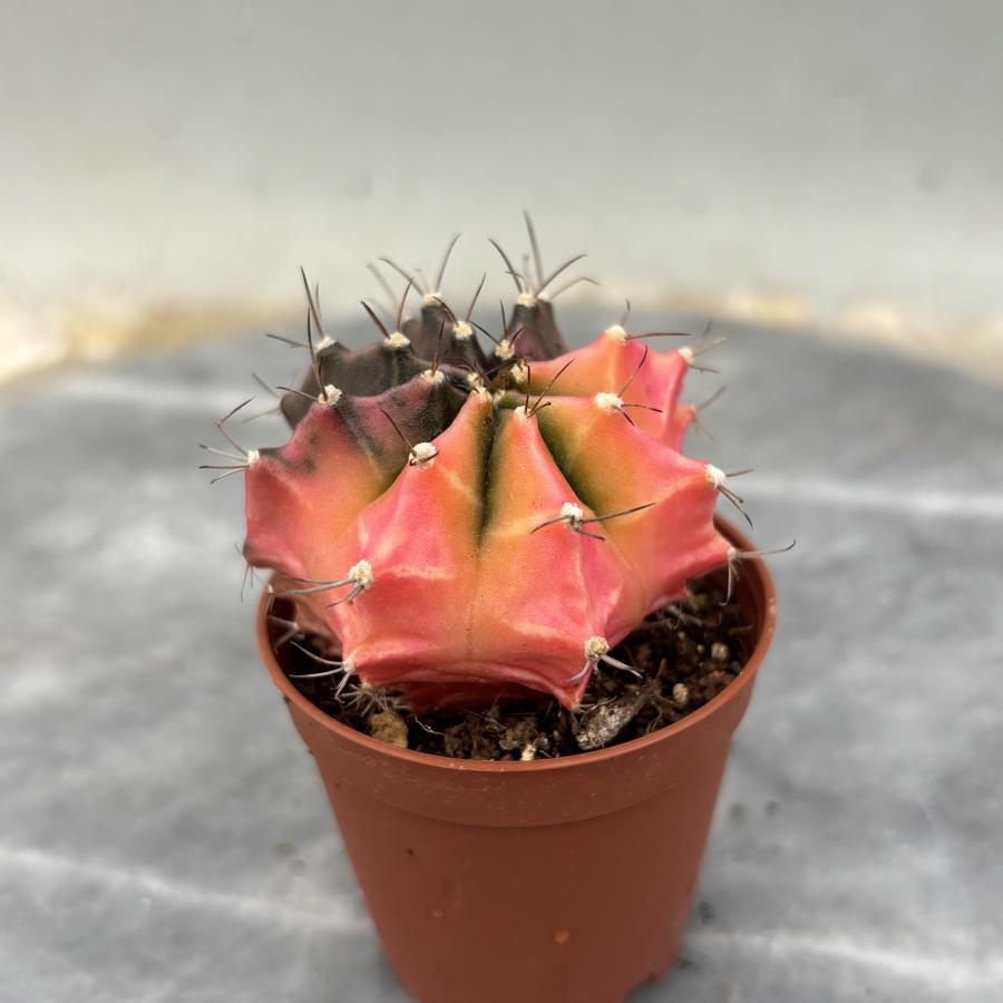 Gymnocalycium Variegata No:33