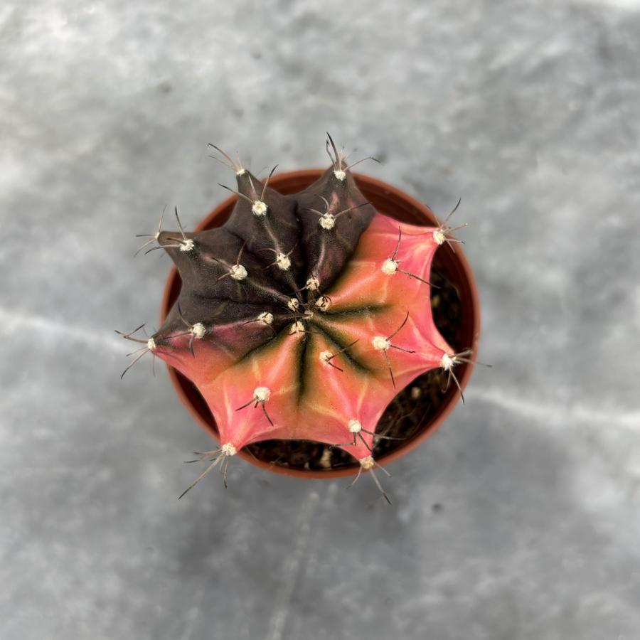 Gymnocalycium Variegata No:33