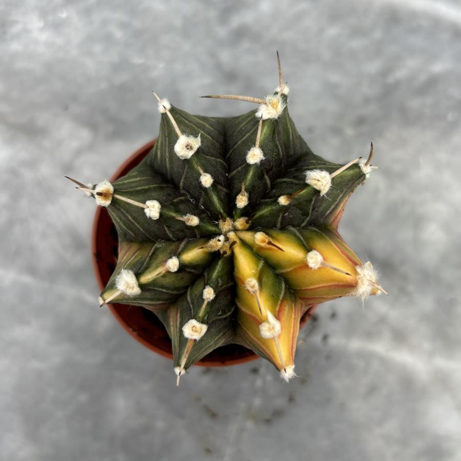 Gymnocalycium Variegata No:34