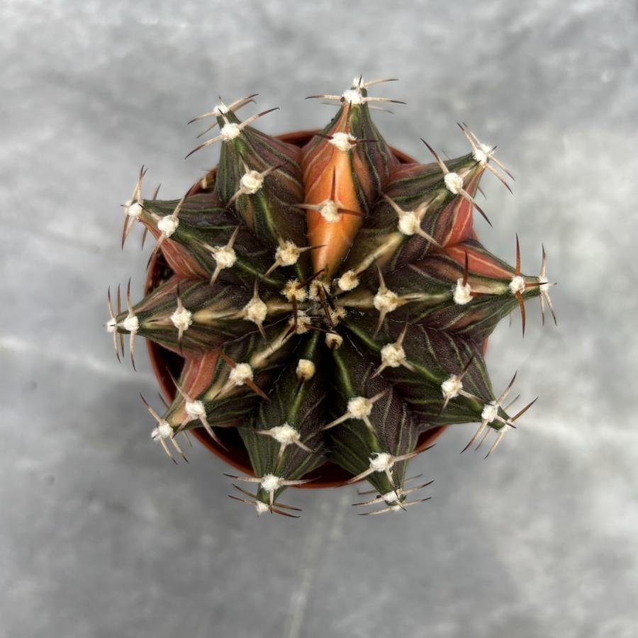 Gymnocalycium Variegata No:35